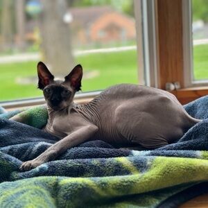 Meet your Posher, Lauren